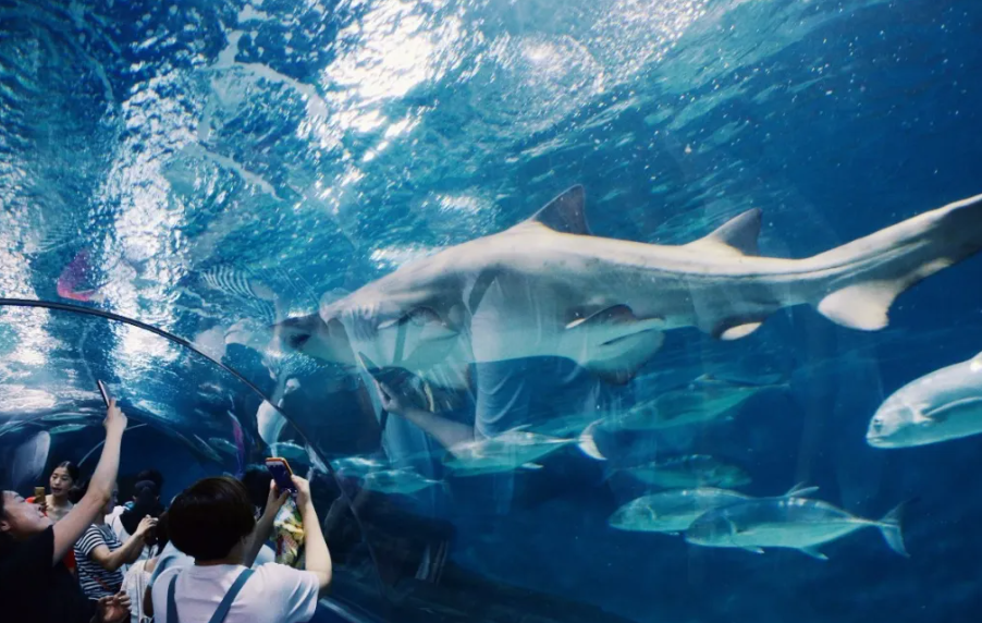 上海海洋水族馆搭建小程序的功能.png