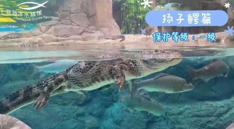 上海海洋水族馆搭建小程序的方案.png